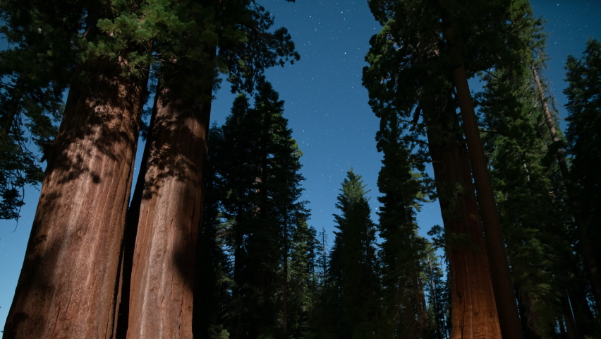 Sequoia Forest Star Trails 24mm Northwest Sky Tilt Down Grant Grove Sequoia and Kings Canyon National Park California USA Astrophotography Time Lapse