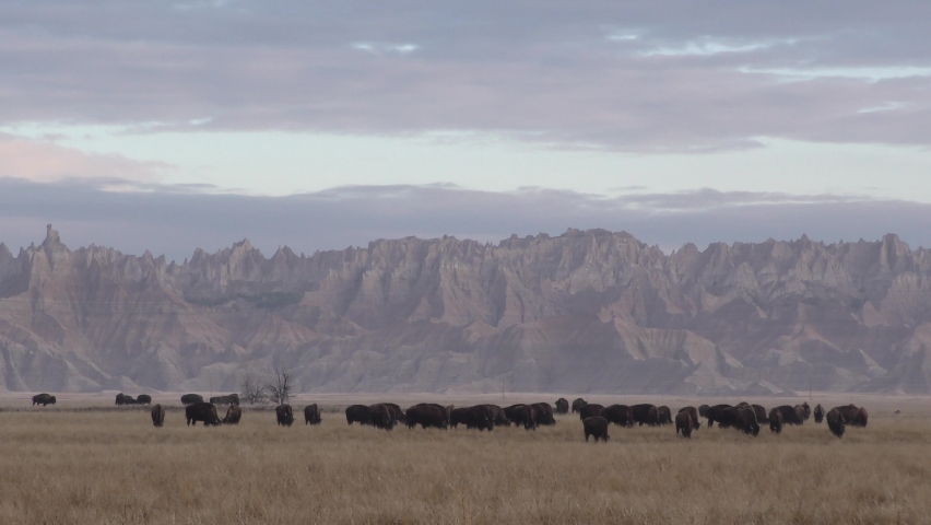 Bison Herd Many Animals Eating and Grazing by Badlands National Park in South Dakota