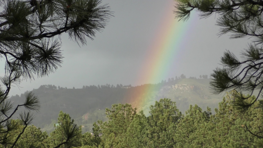 Ponderosa Pine Forest in Black Hills in Spring and Colorful Rainbow After Rain