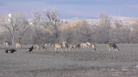 White-tailed Deer Herd Eating Grazing in Field in Spring and Wild Turkeys in Wyoming