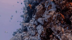 4k video footage of small fish swimming close to a coral reef in the Red Sea, Egypt