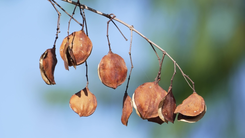 Close up shot of a branch of jacaranda mimosifolia pods and seeds hanging against blue sky background, lightly swaying in the summer breeze.