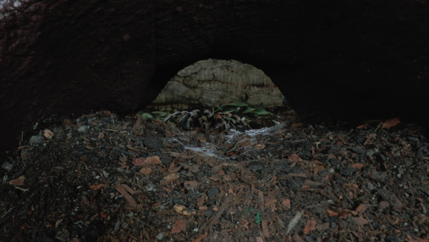 Front close up view of walking Tarantula