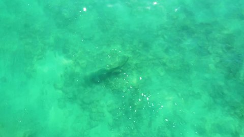 Drone video of rooster fish swimming in shallow water near the beach in the sea of cortez at Cabo Pulmo National Park in Baja California Sur, Mexico