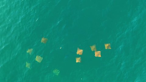 Drone video of schooling cownose mobula rays swimming in the sea of cortez at Cabo Pulmo National Park in Baja California Sur, Mexico