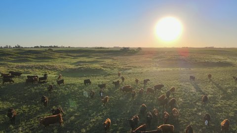 Aerial push-out of cows on wide open field at the Pampas at sunset