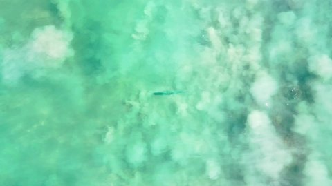 Drone video of rooster fish swimming in shallow water near the beach in the sea of cortez at Cabo Pulmo National Park in Baja California Sur, Mexico
