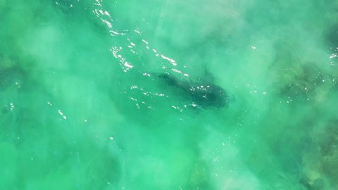 Drone video of bull shark swimming in shallow water near the beach in the sea of cortez at Cabo Pulmo National Park in Baja California Sur, Mexico