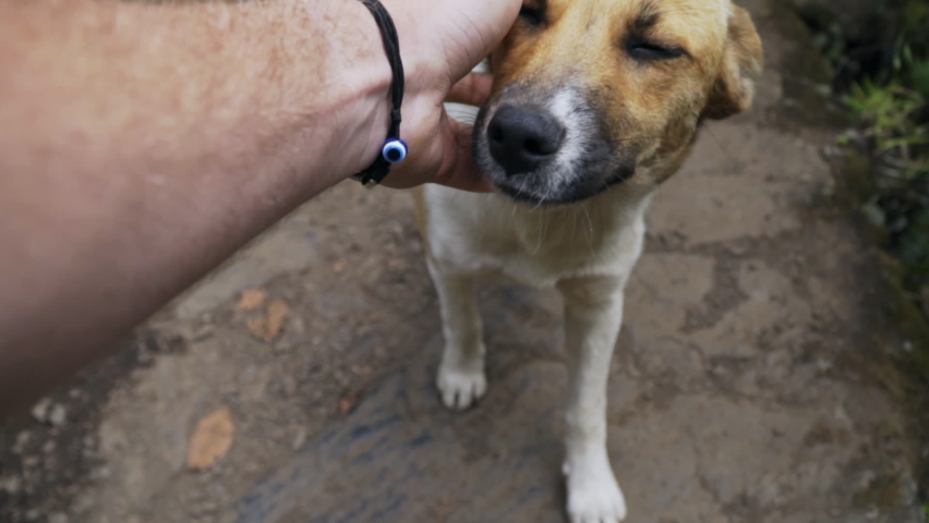 Close up first person POV of happy stray dog being pet, slow motion Royalty-Free Stock Footage #1083212647