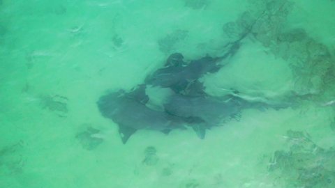 Drone video of reef shark swimming in shallow water near the beach in the sea of cortez at Cabo Pulmo National Park in Baja California Sur, Mexico