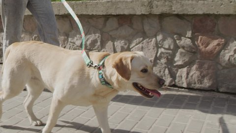 Close up of cute white male labrador walking with female owner wearing jeans and sneakers. Side view of unrecognizable girl enjoying summer city street walk with cute pet on the cobbled sidewalk.