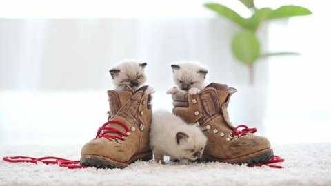 Ragdoll kittens playing with old boots with red laces at home. Cute small kitty cats climbing on brown shoes in room with daylight