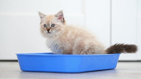 Little ragdoll kitten in blue tray standing inside. Cute kitty cat pet learning where toilet