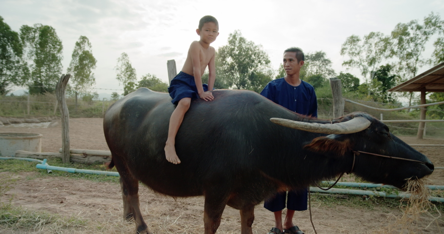 A father in traditional farmer clothes and a son who sitting on a buffalo