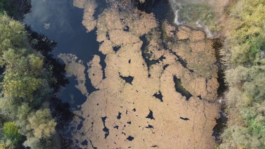 Static water lake with trees