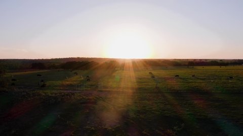 Cows grazing in pasture on Texas ranch at sunset golden hour with sunflare orbiting spinning aerial drone shot 4k
