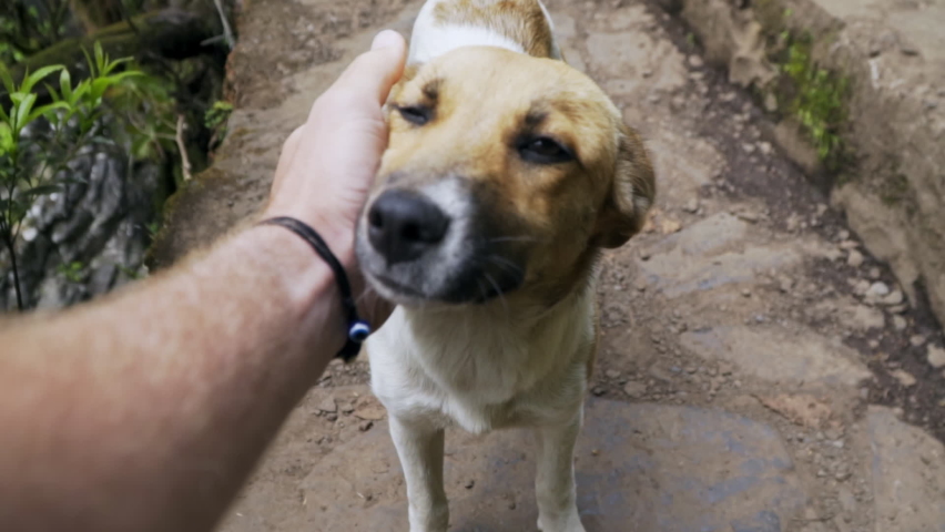First person POV shot of stray dog enjoying some attention, slow motion Royalty-Free Stock Footage #1083216424