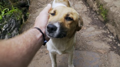 First person POV shot of stray dog enjoying some attention, slow motion