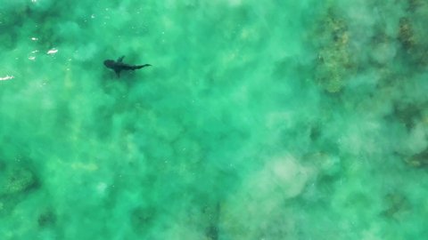 Drone video of bull shark swimming in shallow water near the beach in the sea of cortez at Cabo Pulmo National Park in Baja California Sur, Mexico