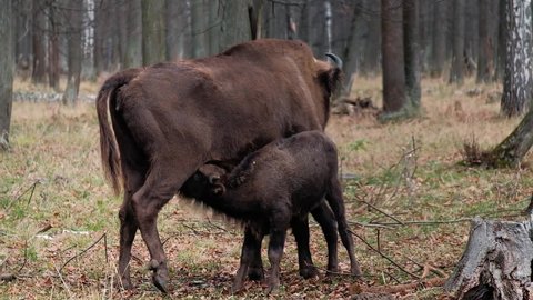 Bison in autumn forest, small bison drinks milk of bison mother, feed in their natural habitat. Prioksko-Terrasny Nature Reserve, Poland in Europe. Wildlife scene from nature.