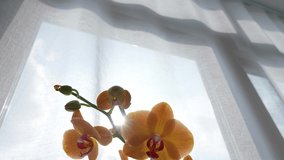 Close-up view video footage of orange and pink blooming orchid flower houseplant standing on sunny home window