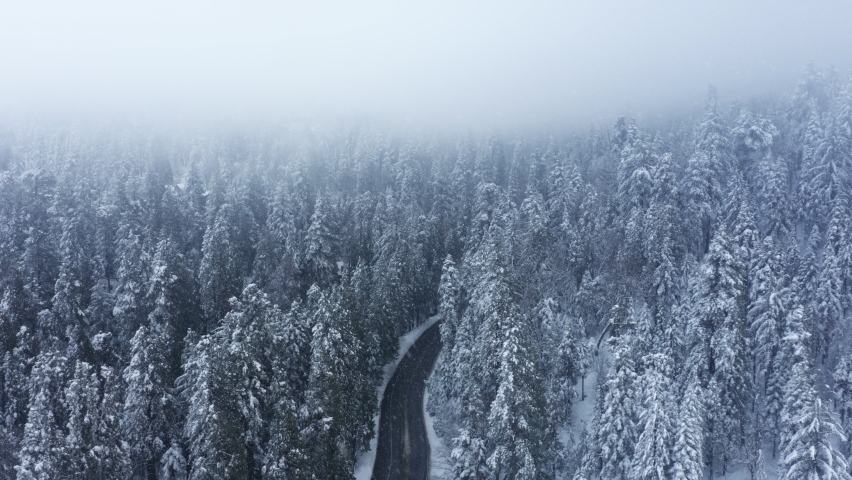 Cinematic aerial snowfall over road in dense snow covered pine trees. Scenic snowy forest on cold winter day. Overhead drone flying through heavy snow storm in winter wonderland mountain landscape