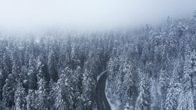 Cinematic aerial snowfall over road in dense snow covered pine trees. Scenic snowy forest on cold winter day. Overhead drone flying through heavy snow storm in winter wonderland mountain landscape - Powered by Shutterstock - Get 15% off with code: PIKWIZARD15