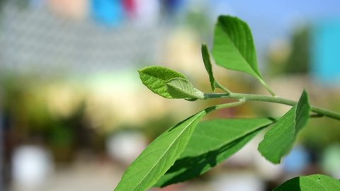 Sugar killer Plant Gurmar Destroyer of sugar Madhunashini  Herb  