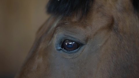 close-up of a horse's eye. shallow depth of field. the camera is moving