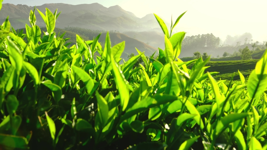 Beautiful tea plantations in Munnar, Kerala, India. Revealing steadicam shot. Fresh green tea leaves Royalty-Free Stock Footage #1083233587