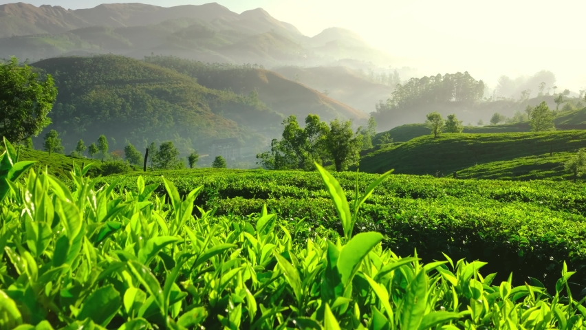 Beautiful tea plantations in Munnar, Kerala, India. Revealing steadicam shot. Fresh green tea leaves Royalty-Free Stock Footage #1083233587