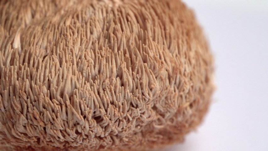 Dried Lion's Mane mushrooms or Hericium Erinaceus also called bearded tooth fungus, monkey head mushroom, yamabushitake Royalty-Free Stock Footage #1083235975