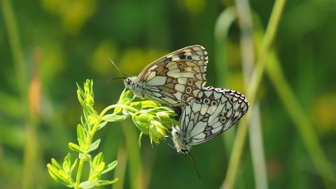 Marbled White Butterfly Mating on Plant
