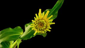 Time Lapse of a Zinnia flower blooming. Beautiful summer yellow zinnia flower opens on black background. Macro. 4K timelapse