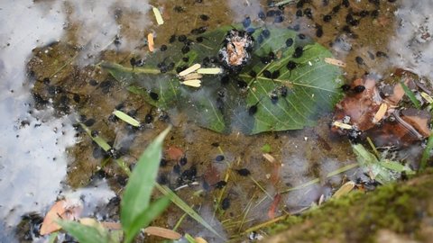 Black tadpoles swimming in small lake
