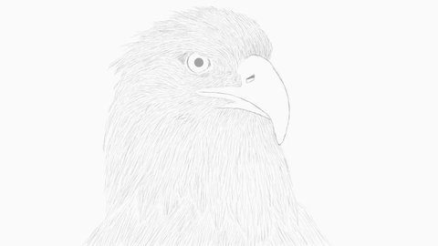 Eagle pencil sketch  animation video.