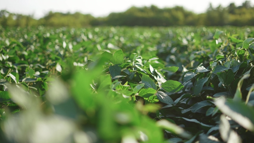 soybean soy field of lifestyle green plants a general plan nature agriculture. organic farming. agriculture plantation business farm concept. soy vegetable healthy food agriculture Royalty-Free Stock Footage #1083241690
