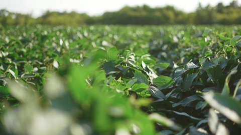 soybean soy field of lifestyle green plants a general plan nature agriculture. organic farming. agriculture plantation business farm concept. soy vegetable healthy food agriculture