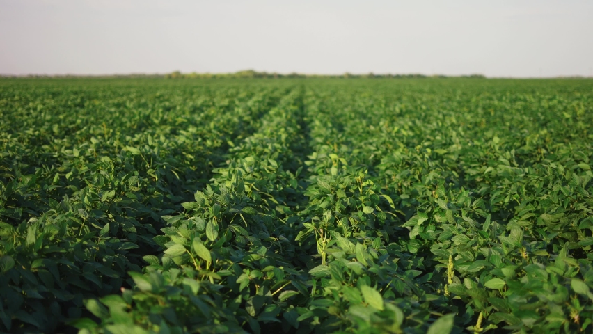 soybean soy field of green plants a general plan nature agriculture. organic farming. agriculture plantation business farm concept. soy vegetable healthy food agriculture lifestyle. Royalty-Free Stock Footage #1083241693