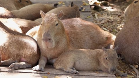 Capybara (Hydrochaeris hydrochaeris) family in nature. 