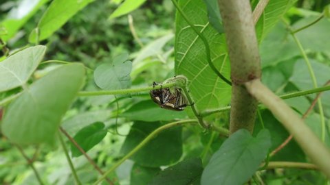 Hand held shot of a Coconut Rhinoceros Beetle hugging a wild vine and rests at day time