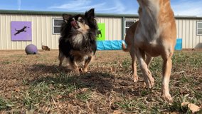 Low angle close up view of tiny chihuahua dogs playing together outside running and jumping over agility bars in the yard on sunny day at a colorful canine enrichment doggy daycare and training center