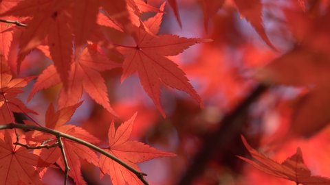 Red color maple tree leaves on blurred background in November Park