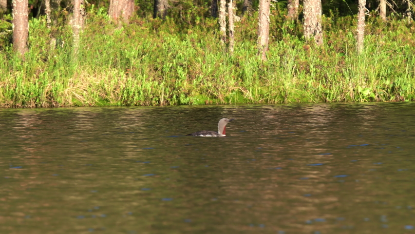 Tripod telezoom shot of an adult Red-throated loon or Gavia stellata and her two chicks, swimming on a lake in the wilderness.