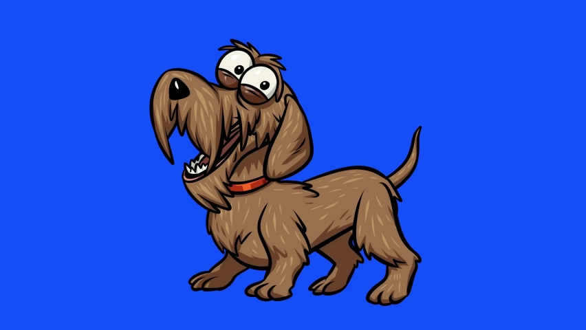 blue wire haired dachshund