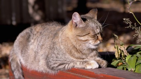 Tired Homeless Gray Tabby Cat Sleeps on a Wooden Fence in the Sun. Lonely, street pet warming up, resting in warm rays of sunshine outdoor in the park. Adorable, carefree fluffy animal. Wildlife. 4K.