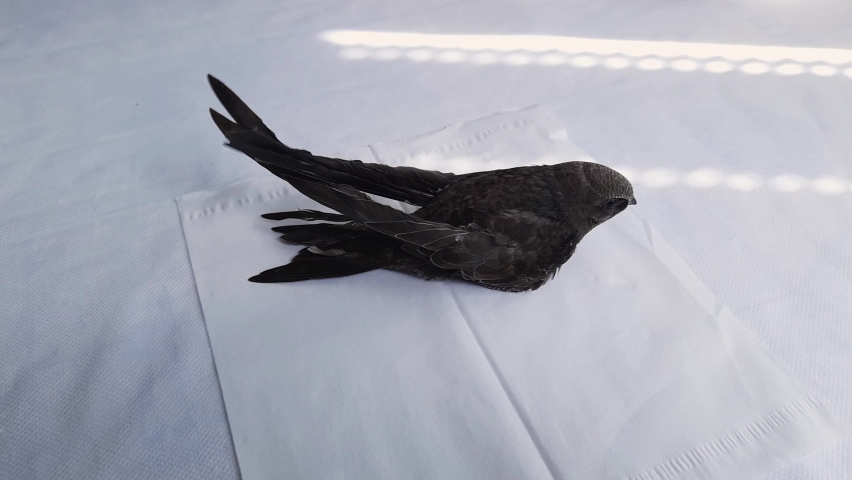 Nestling of black swift that was fallen out of the nest and picked up for salvation in home conditions 
