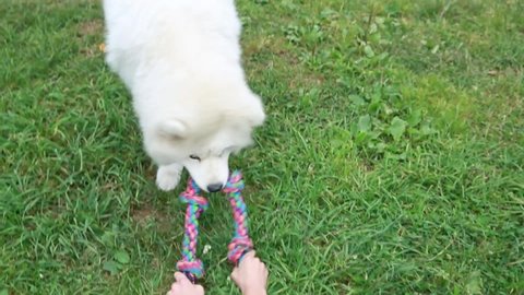 A teenage girl plays with a white fluffy husky dog Samoyed in summer on the green grass. The dog bites and drags the toy rope.  Close-up. Friendship of children and animals, pets, training concept