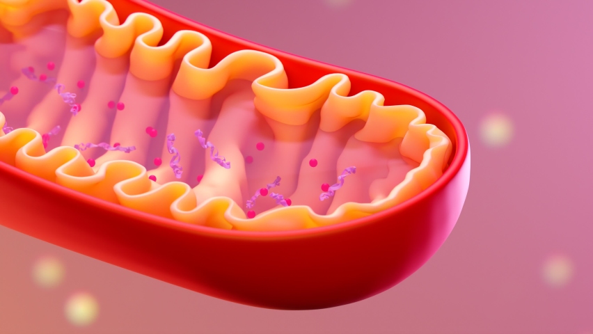 Cross-section view of Mitochondria. Mitochondrion animation. Mitochondrial elements. Medical concept. Cells inside the human organism. Medical infographics on pink background. Organelles scheme. Royalty-Free Stock Footage #1083253027