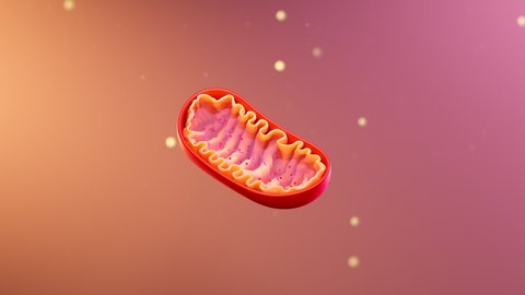 Cross-section view of Mitochondria. Mitochondrion animation. Mitochondrial elements. Medical concept. Cells inside the human organism. Medical infographics on pink background. Organelles scheme.